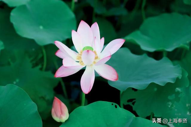 海边藏了片宋朝荷花？收下这份“荷”风亲笔的清凉请柬→