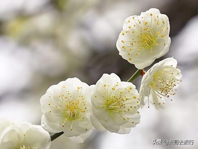 成都市区绿梅、青梅开花了，不用远去大邑，免费，非常惊艳！