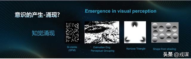 人类独占意识？鸟类没大脑皮层，却照样有意识！意识不是人类专属