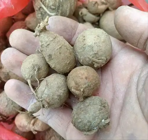 曾几乎绝迹！山东农户11岁时发现1棵幼苗，花34年让它走出绝境
