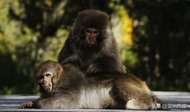 太！美！了！邂逅被360°雪山包围的浪漫！人这辈子总要去一次！
