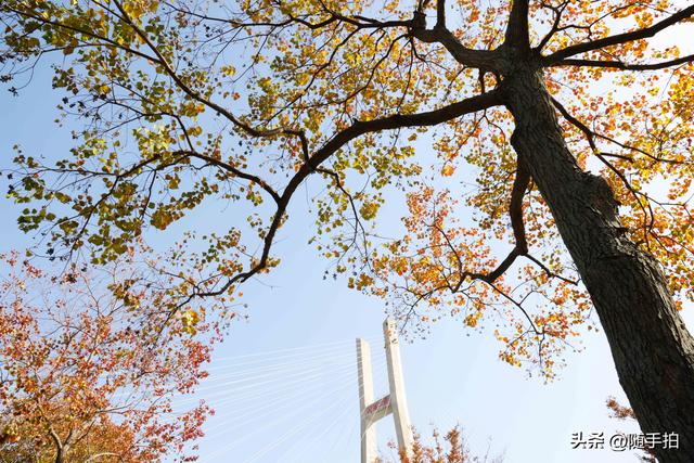 上海：闵行“小外滩”的乌桕“换妆”秋意浓错过成“遗憾”