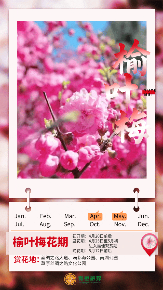 听劝！来呼和浩特赏花吧，四季可约~