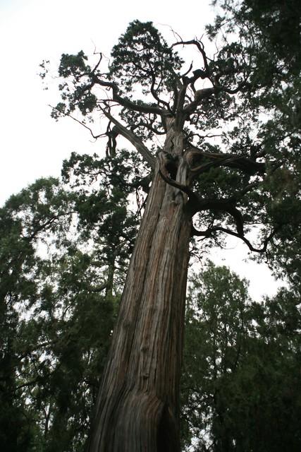 北京最嚣张路霸古树矗立密云北大街中央树龄比明朝建县还老200年
