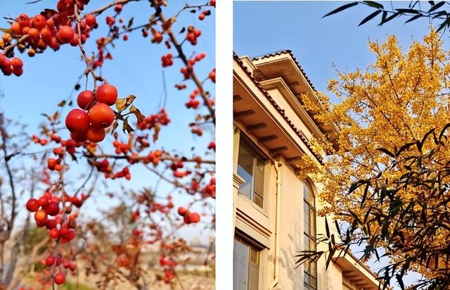 【潍坊寿光】菜乡冬韵：诗意初冬 五彩斑斓