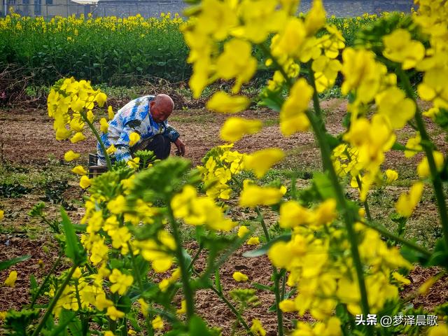 云梦县进入春季赏花模式 城乡处处皆春色