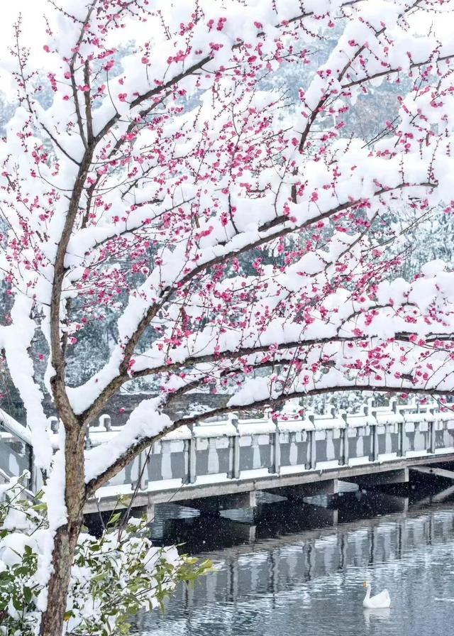 大寒至，雪满黄陂梅正香！