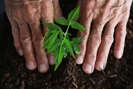 白茅根——以前河边常见的一种植物，居然也能治病？图片