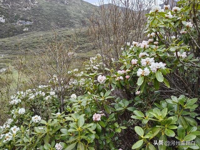 渭源双石门*石门雪山的杜鹃花