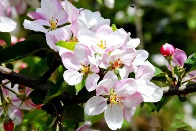 以花为序，礼县邀您共赴一场春日之约~