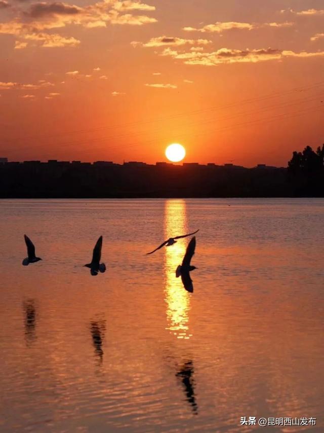 鸥了鸥了，红嘴鸥大部队即将抵达！这些小众“鸥”遇点千万别错过