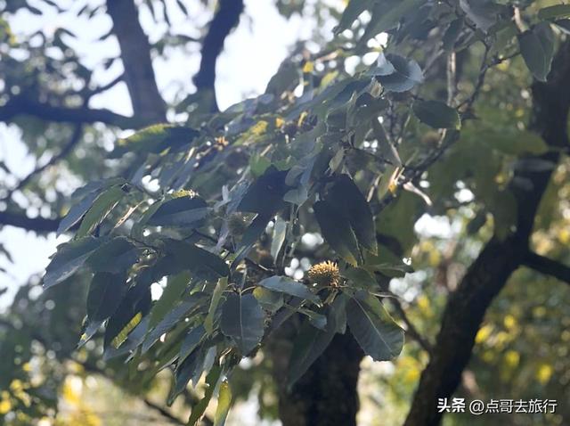 成都秋天最时髦户外活动，不久会火，这些地方都是捡秋的宝藏地