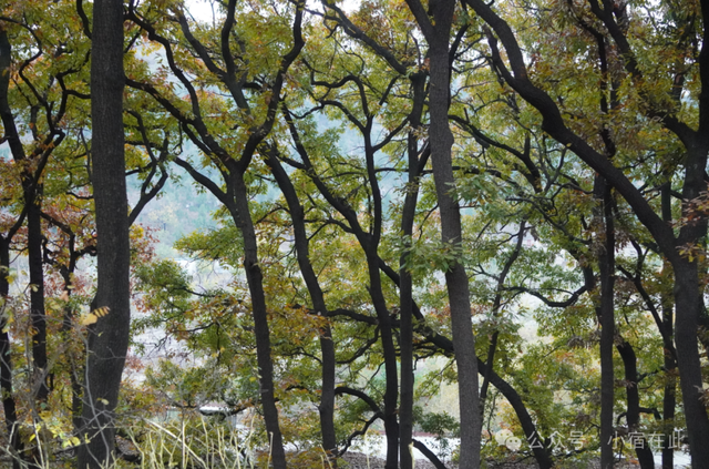 安徽萧县龙泉寺橡树林，太美了！