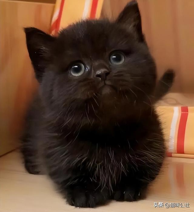 阳气十足的动物——猫咪，拥有它就如同拥有一个小太阳