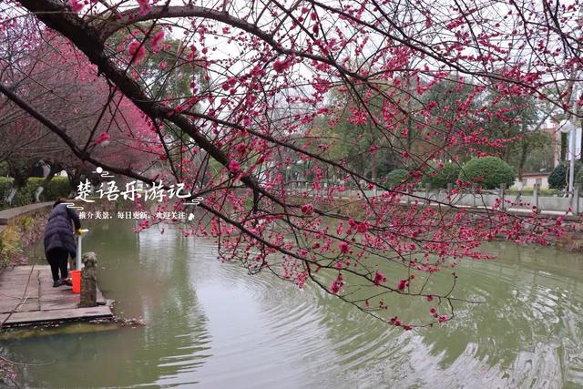 除了月湖公园的梅花，宁波城区这几处赏梅地也很美，交通相当方便
