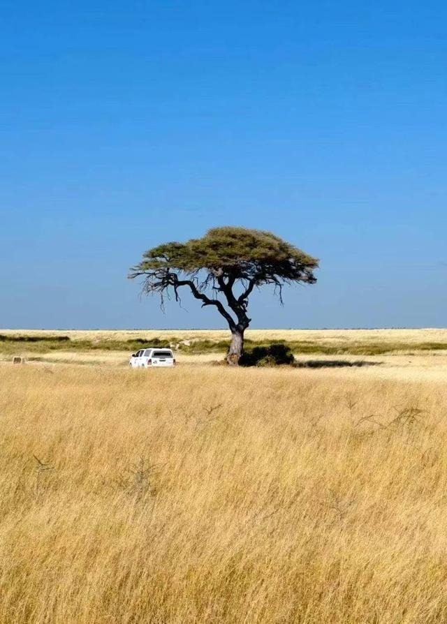 非洲5国连穿！23天Safari感受震撼的生命力，每一天都是人生限定