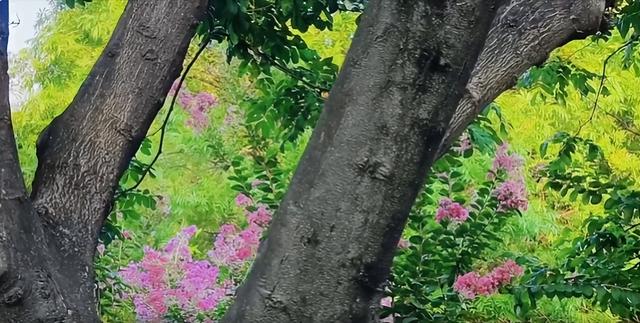 大美泌阳：梁河两岸 繁花盈岸