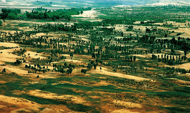 美媒：中国不可怕	，可怕的是中国只用10万头猪，就解决了治沙难题