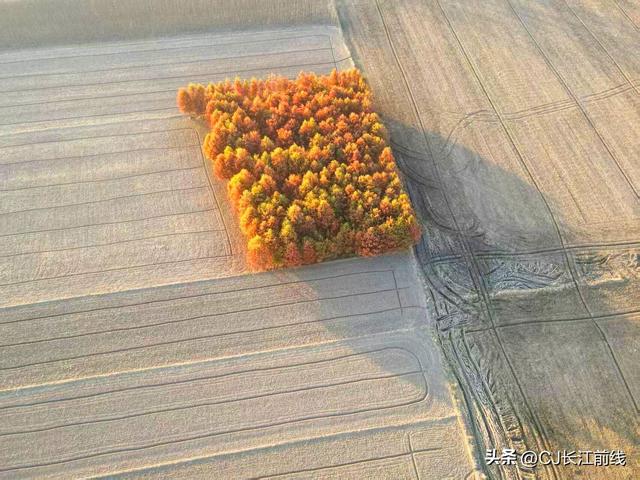 河南淮滨：“麻布地毯”上的一片杉林红