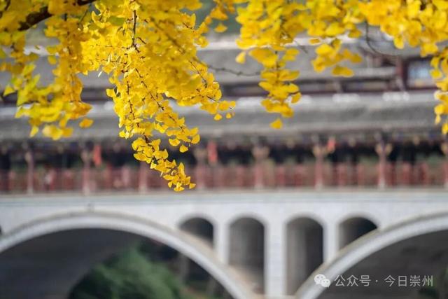 速来→崇州正上演初冬金色浪漫大片！