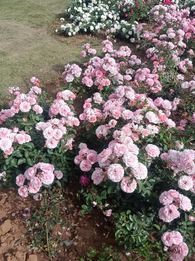 我的旅游计划