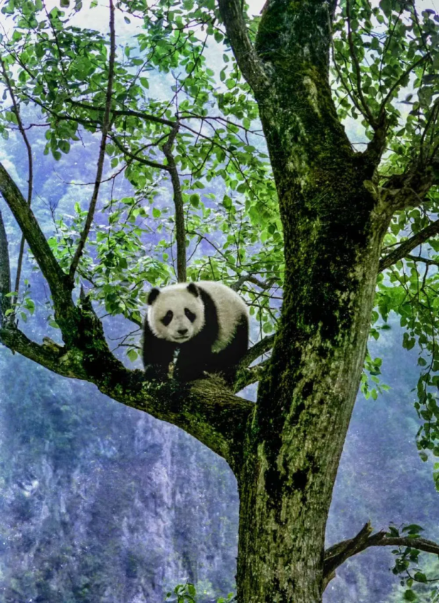 和大熊猫贴贴这一块，雅安还是太权威了！