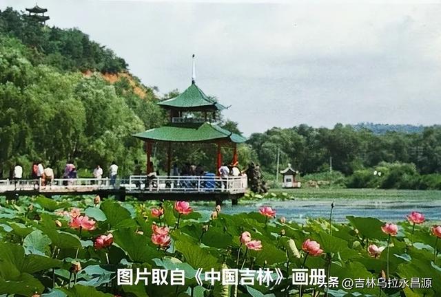 赏吉林北山荷花绽放时，已然不见湖心亭