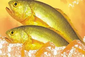 2024年，温州一位渔民捕获8.7斤重的大黄鱼，第二天就卖了68800元图片