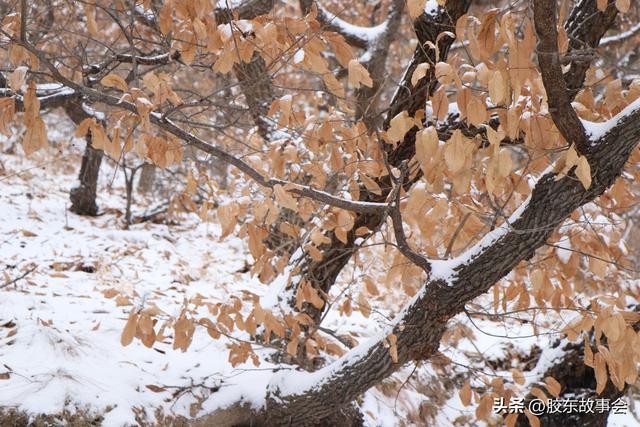 随手拍：打卡雪后的烟台“竹林路”