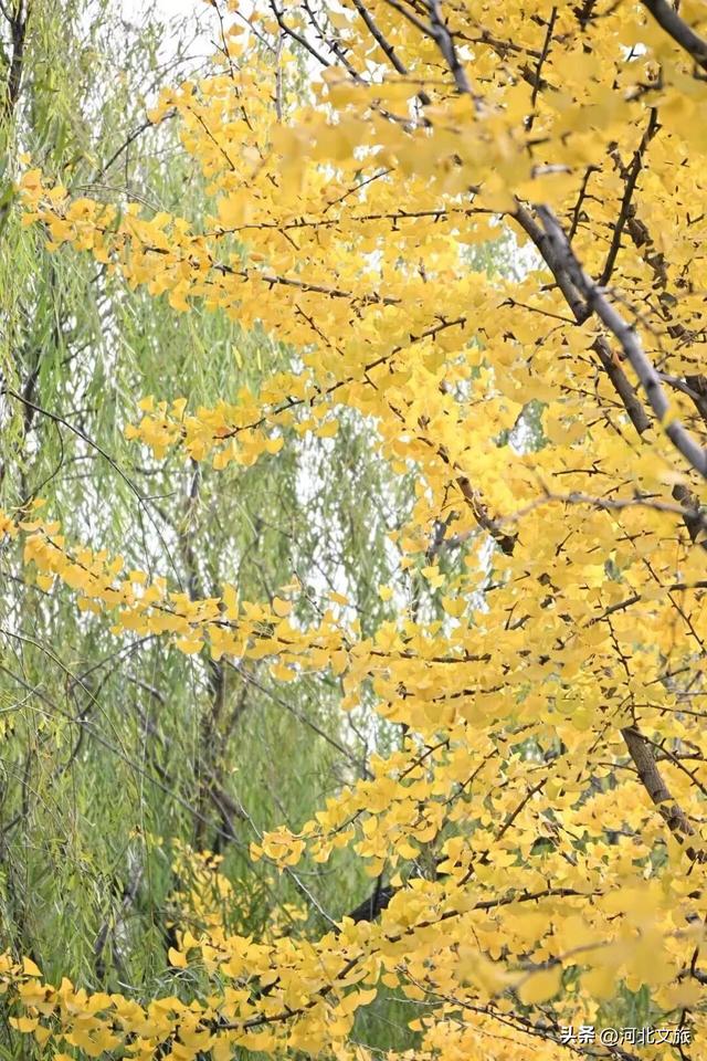 来河北这座小城：邂逅一场暖黄秋日盛宴