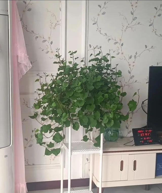 陕西一男子，晒“客厅红薯瀑布”走红，网友：我以为是塑料装饰品