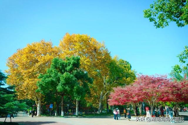 速报！这个地方银杏浓度达100%，赏芦苇、砍甘蔗，遛娃惊喜超多！