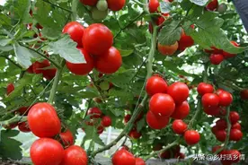 西红柿、茄子、辣椒、豆角，怎么打叉、打顶、施肥？错了长不好图片