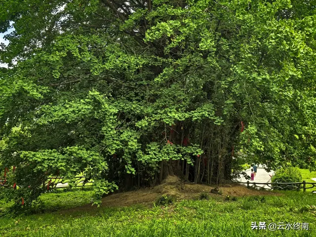 美不美？从“吐一路”到最美乡村路，看4000年银杏，探2000年栈道