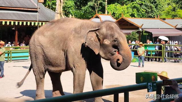 每日一景|西双版纳野象谷风景区