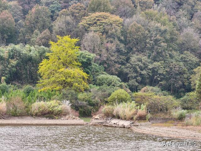 游长岗岭古村，观飘黄银杏