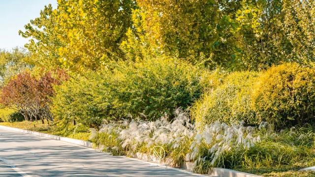 童话世界！深秋的生态城，美成了一幅画