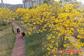醉美邕城的“高光时刻”！满城花开春意浓图片