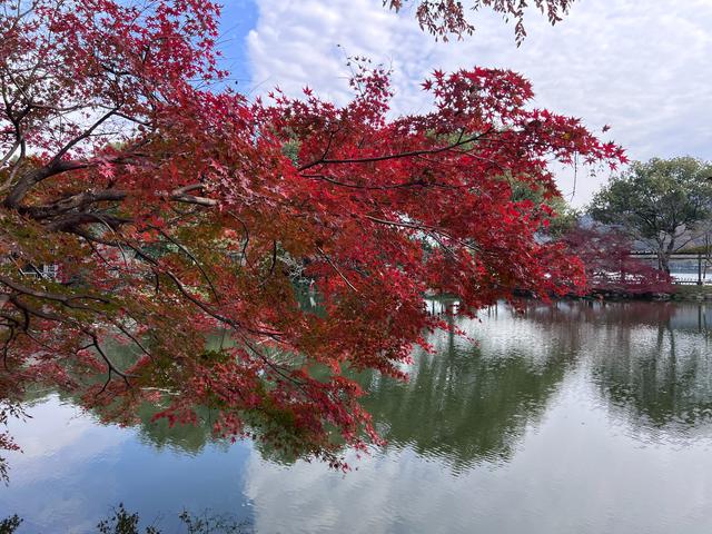 如花如画，每年一见的杭州红叶季到了，错过再等一年。