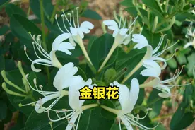 金银花又称双花，品种不同功效迥异，带你全方位了解银花的用途！图片