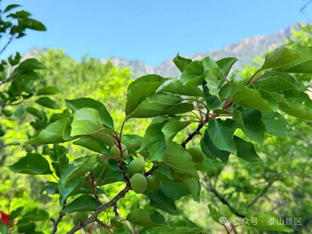 泰山中天门：春末夏初的绮梦之境