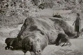 震惊！日本史上最恐怖的食人熊三毛别罴事件图片
