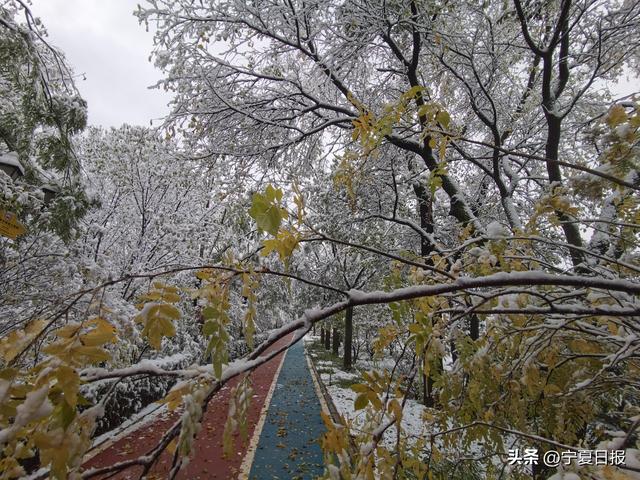 固原首场秋雪奏响季节交响曲 这是一次秋与冬的诗意碰撞