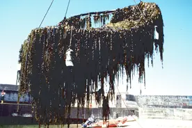 素食主义的噩梦？海带竟然不是植物！那它是什么？图片