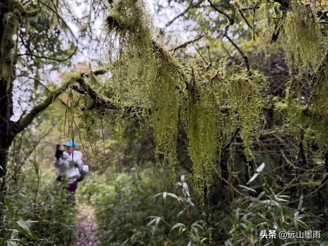 攀登昆明十峰之宜良老爷山，经历密林大雨考验，惊喜交加，难忘