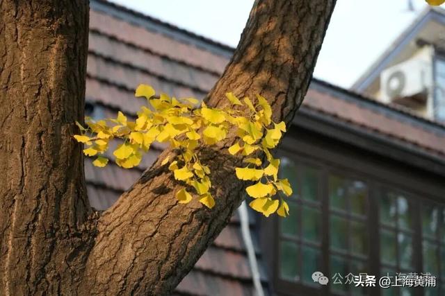 深秋限定！这条百年弄堂里尽是金色的浪漫！