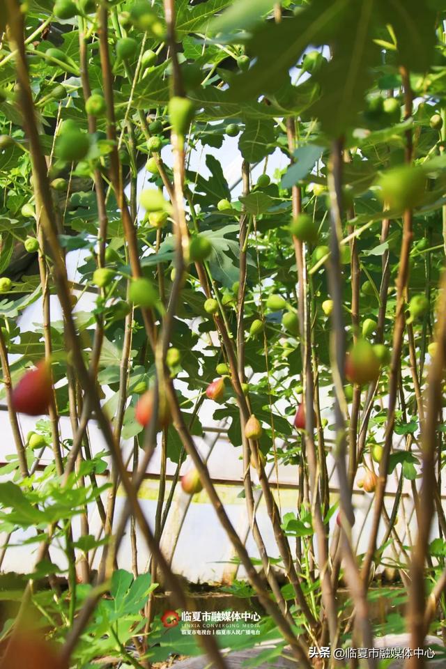秋天的第一口甜,何必远方?临夏市大庄村的“养颜果”甜到心坎里~
