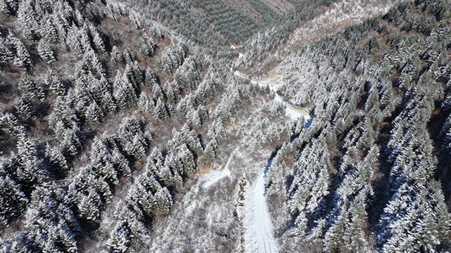 武山县太皇山：雪松琼枝绽冬韵