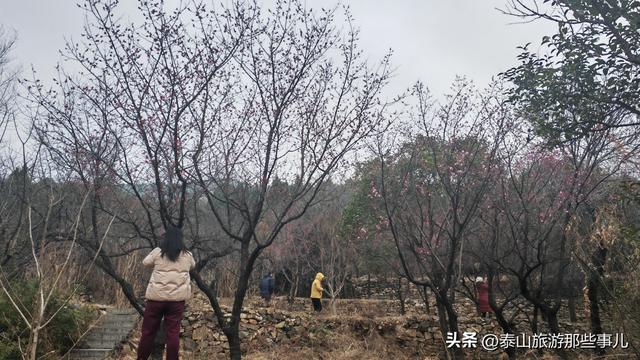 泰安：它是一个梅主题的游园，占地400余亩，暗香浮动，步步皆景