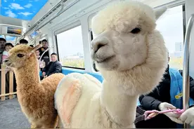 全国首列动物主题空轨“神兽专列”亮相， 游客笑了：车票需胡萝卜支付！图片